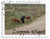 n_19 stamp.jpg